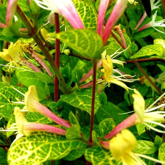 Жимолость каприфоль P9 пестролистная