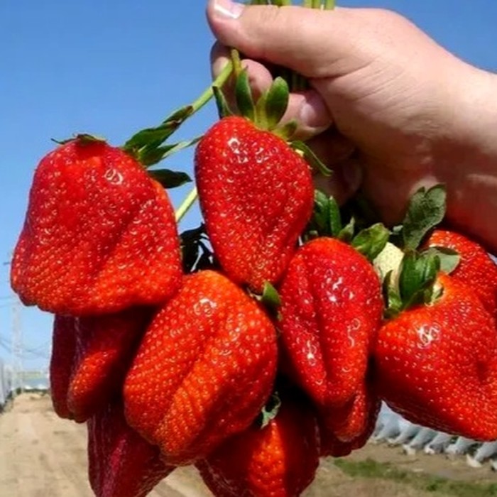 Сан Андреас НСД клубника 10 штук 