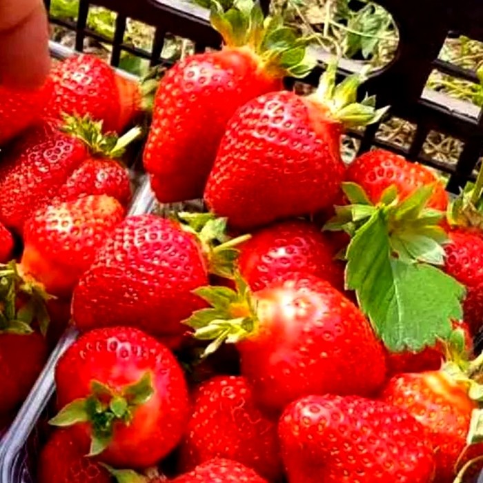 Априка КСД клубника 10 штук 