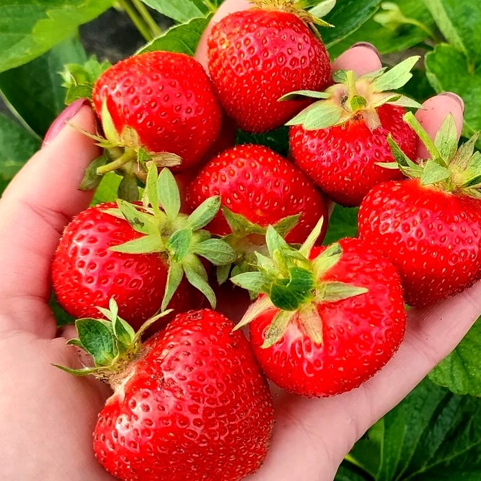 Прими КСД клубника 10 штук 