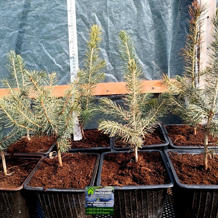 Ель колючая C2 голубая