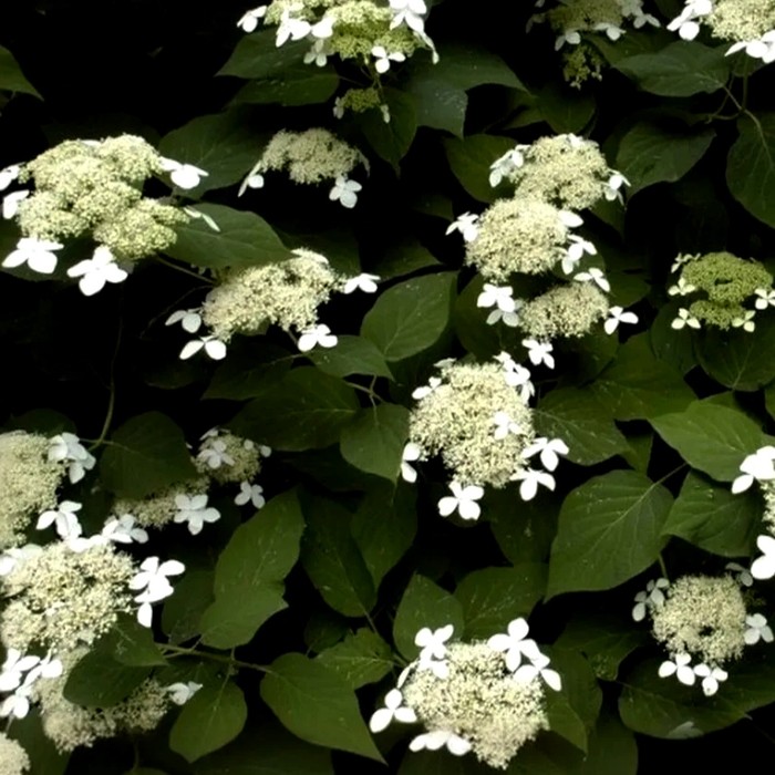 Радиата C15 гортензия 