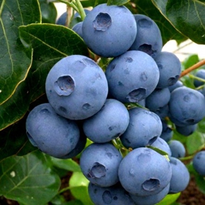 Денис Блю C2 голубика 2 года 