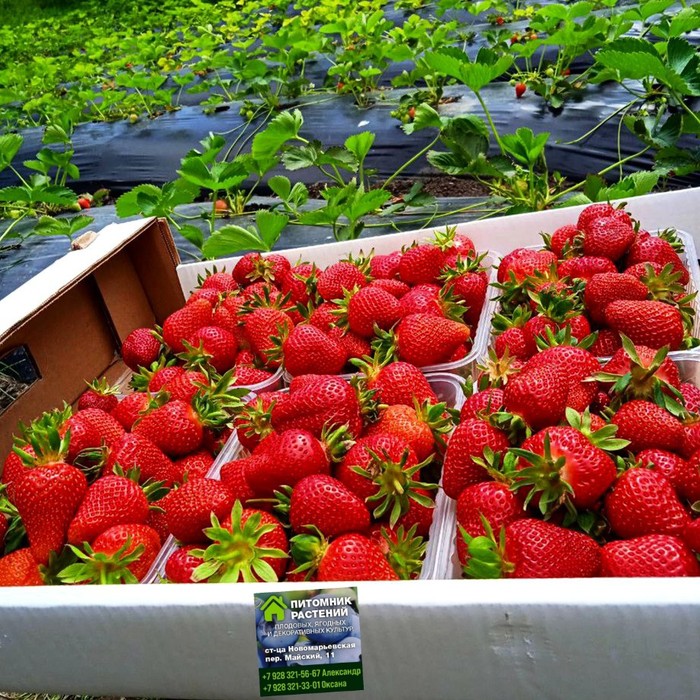 Клери КСД клубника 10 штук 