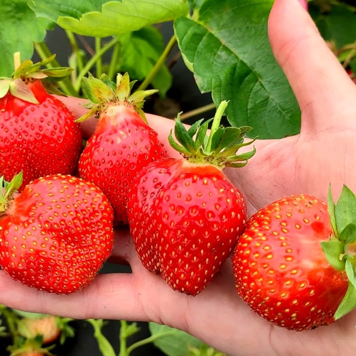 Флоренс КСД клубника 10 штук 