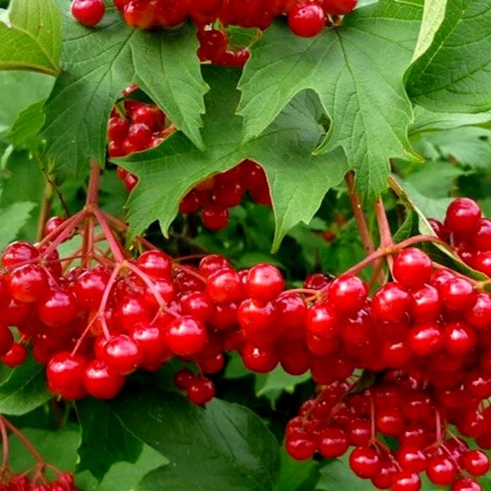 Калина обыкновенная 