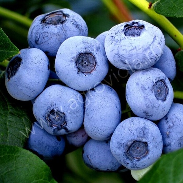 Либерти C2 голубика 2 года