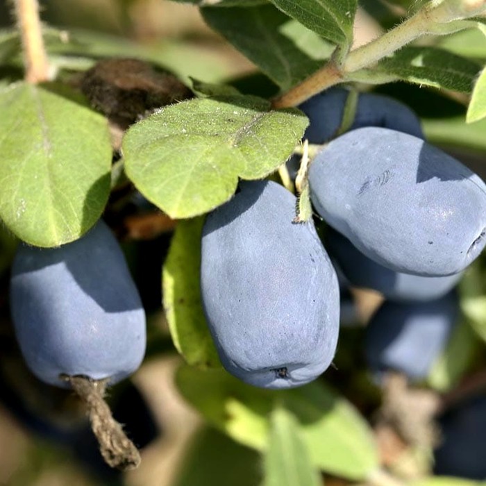 Индиго Джем P9 жимолость 