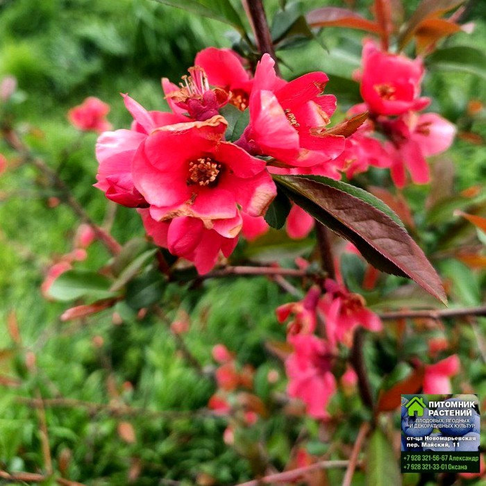 Хеномелес P9 айва японская