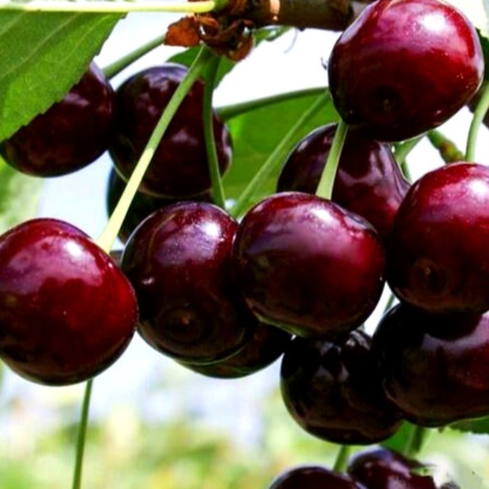 Владимирская вишня