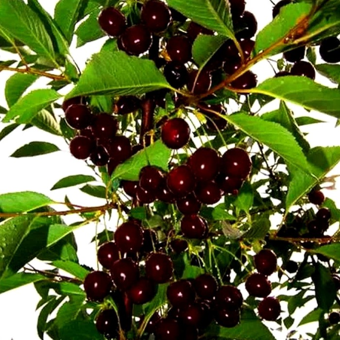 Вишня колоновидная 