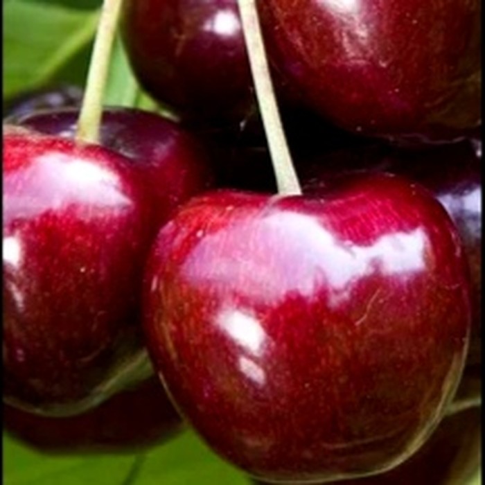 Эпос черешня