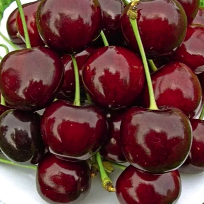 Бигарро Бурлат черешня