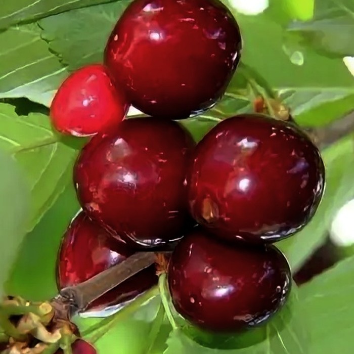 Коралловая черешня