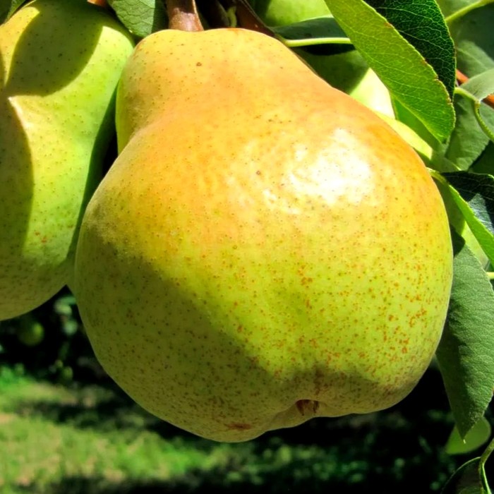 Вильямс груша