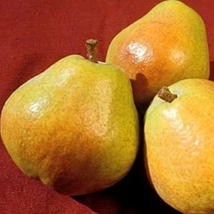 Киффер груша