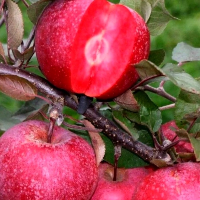 Байя Мариса яблоня