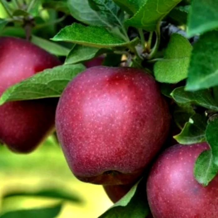 Джеромини яблоня