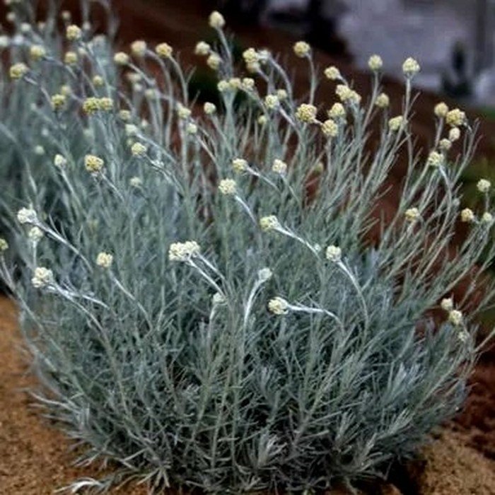 Цмин итальянский P9 Гелихризум