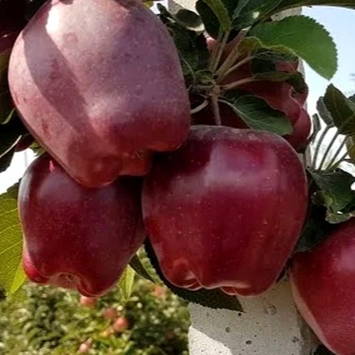 Супер Чиф яблоня 