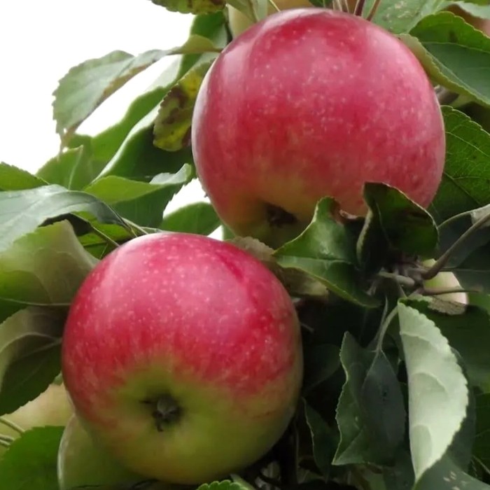 Мельба яблоня