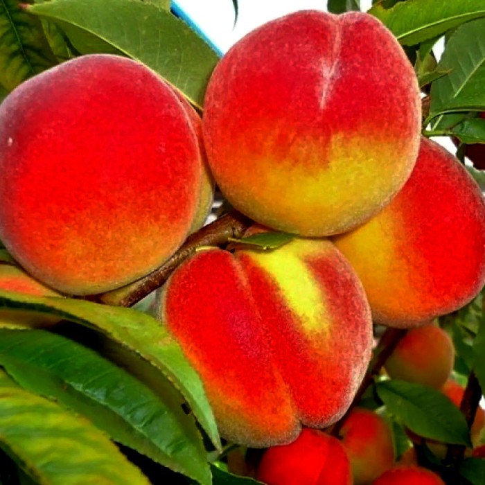 Золотой юбилей персик