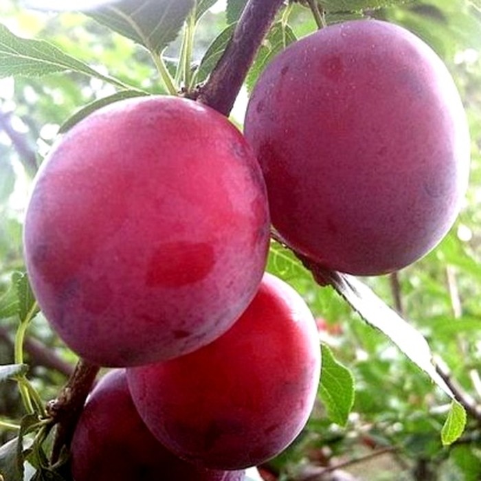 Кубанская Комета слива