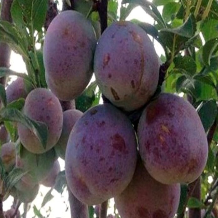 Кабардинская ранняя слива