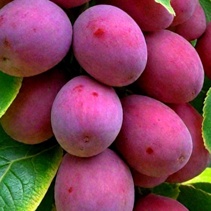 Империал слива