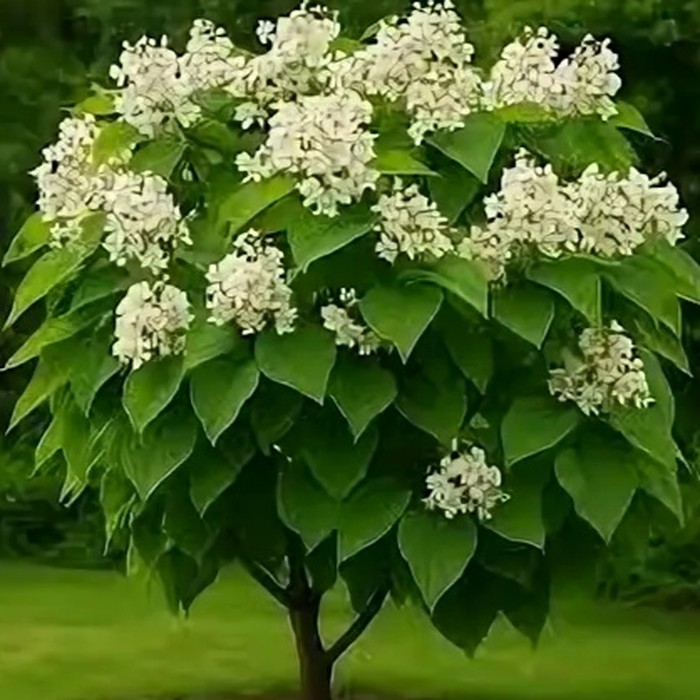 Катальпа декоративное дерево