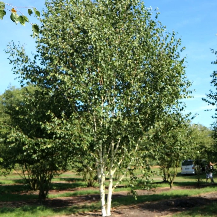 Берёза обыкновенная