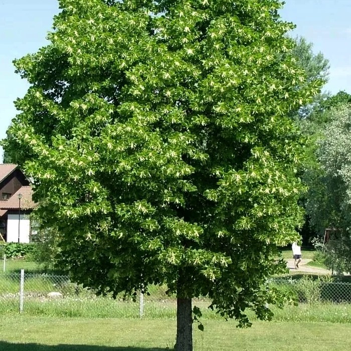 Липа крупнолистная