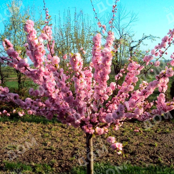 Луизеания миндаль трёхлопастной 