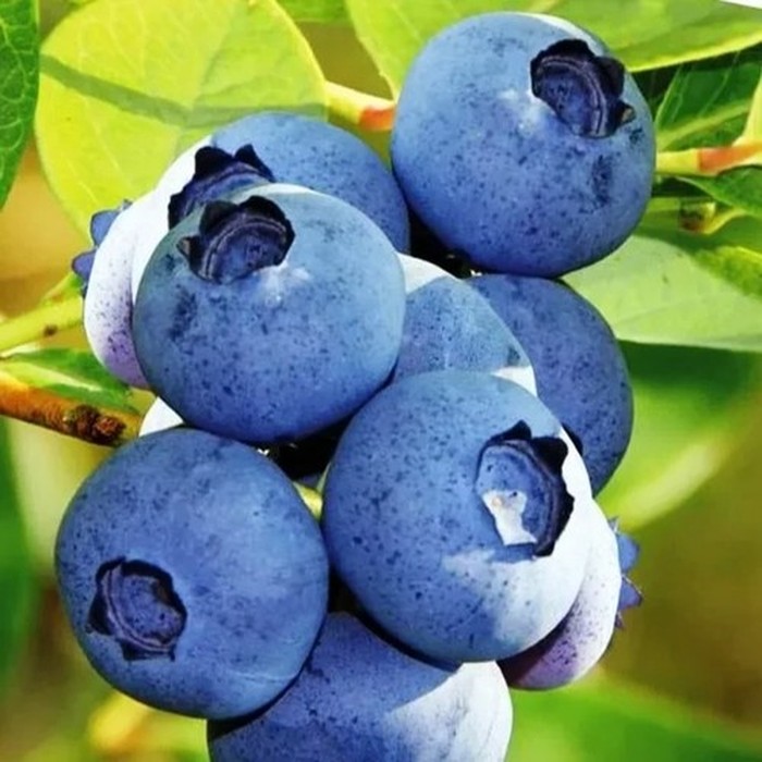 Блюголд C5 голубика 3 года 