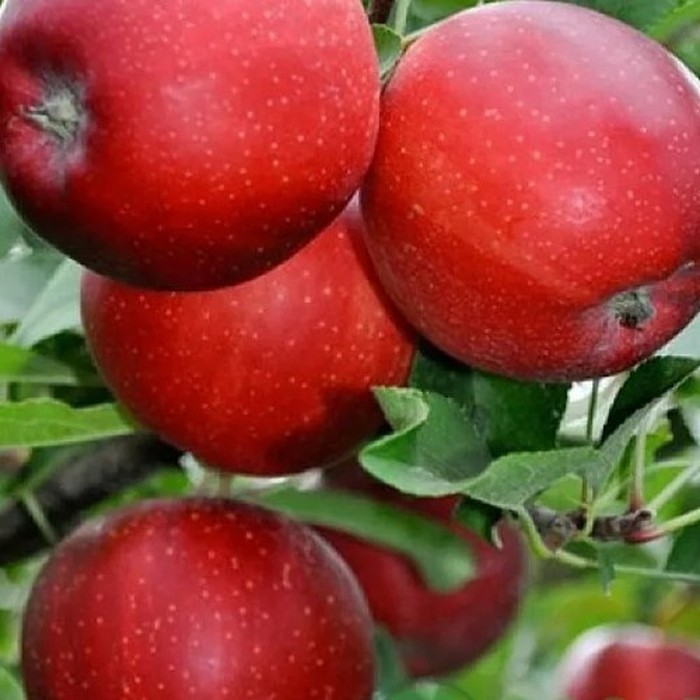 Гала яблоня