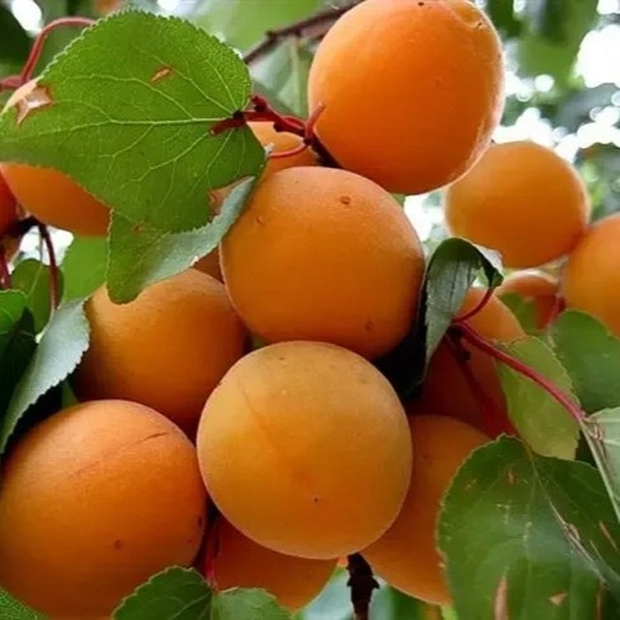 Авиатор абрикос