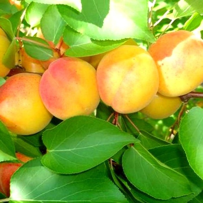 Краснодарский поздний абрикос 