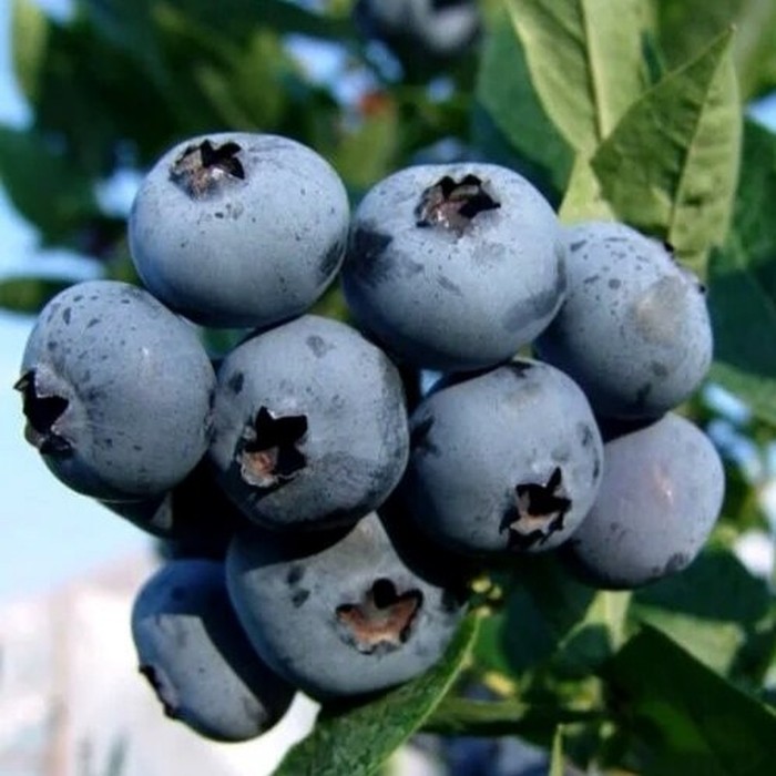 Бригитта Блю C5 голубика 3 года