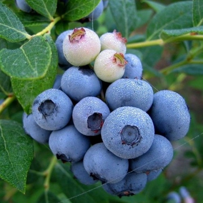 Элизабет C2 голубика 2 года 