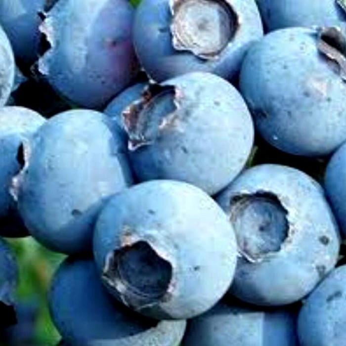 Эрлиблю C5 голубика 3 года