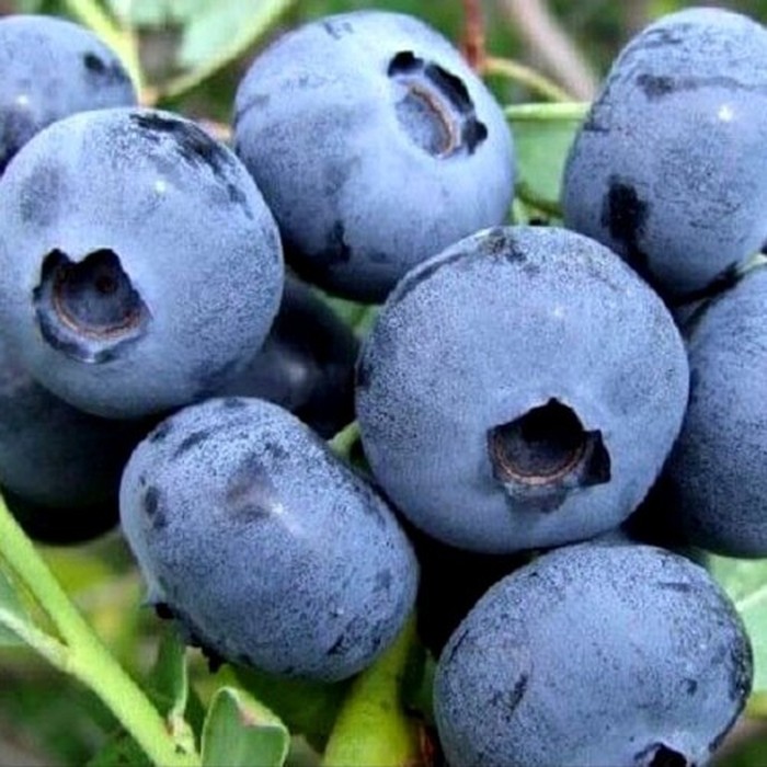 Спартан C5 голубика 3 года