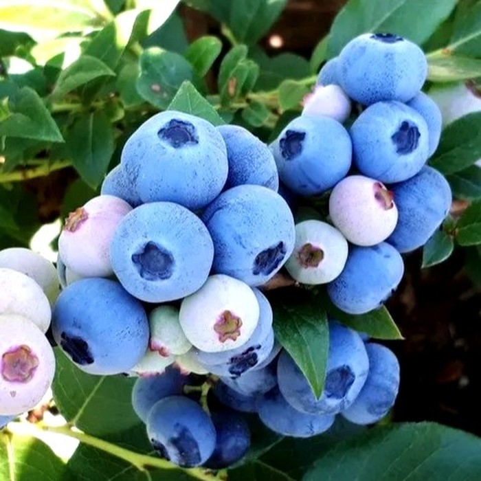 Нортланд C5 голубика 3 года