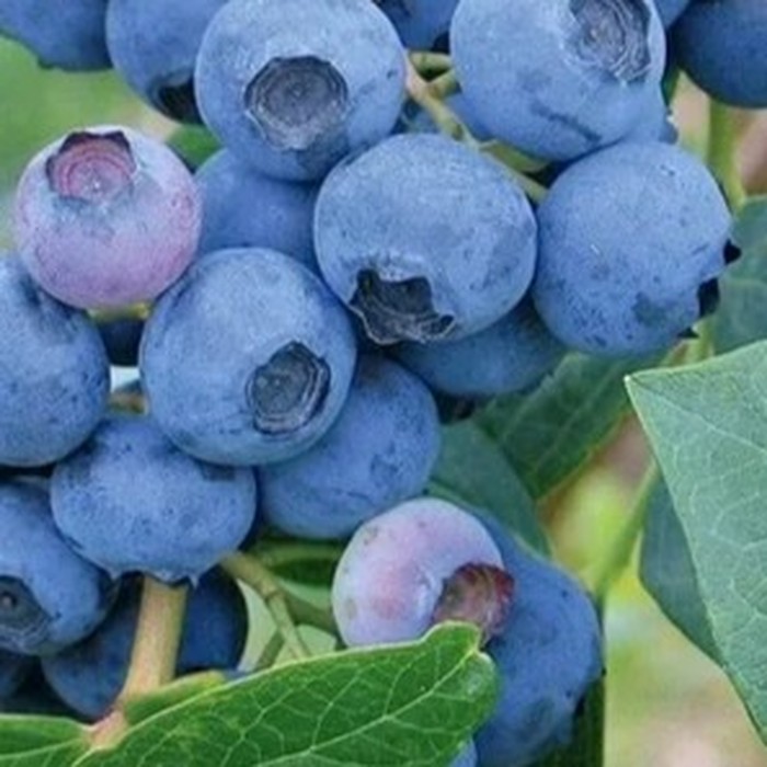 Эрлиблю C2 голубика 2 года 