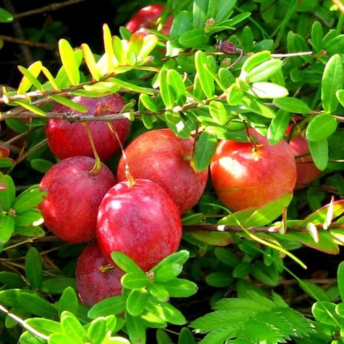 Пилигрим C2 клюква 2 года