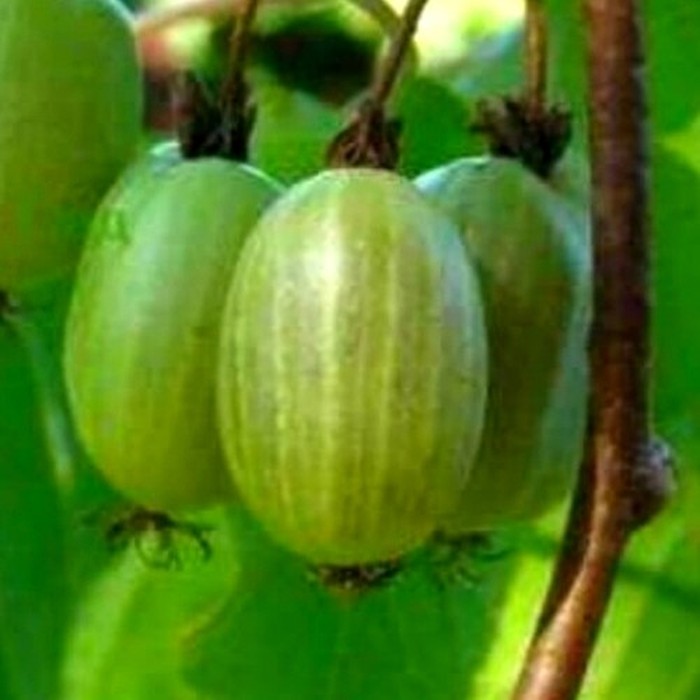 Приморская P9 актинидия (ж)