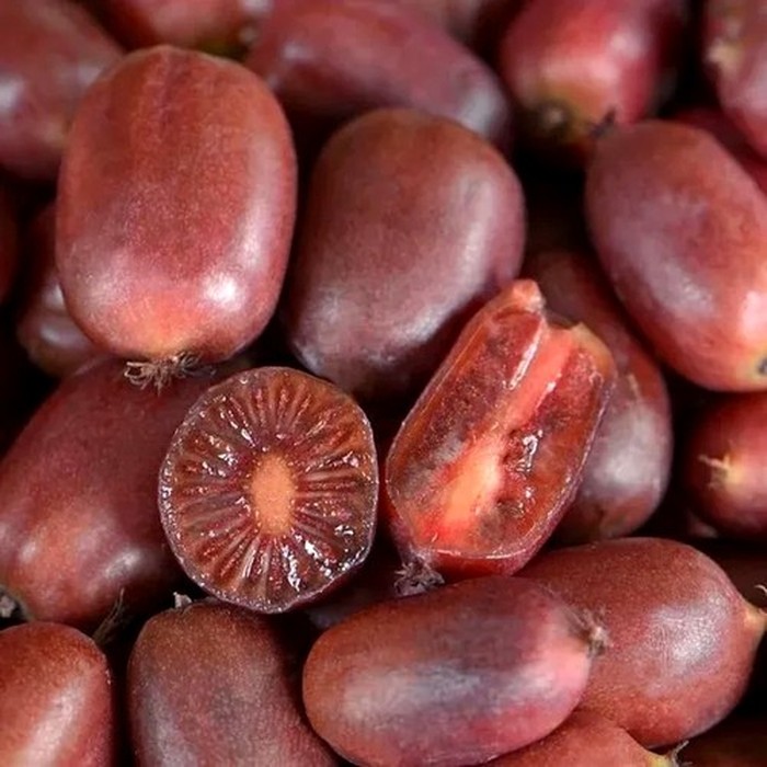 Скарлет Септембер P9 актинидия (ж)