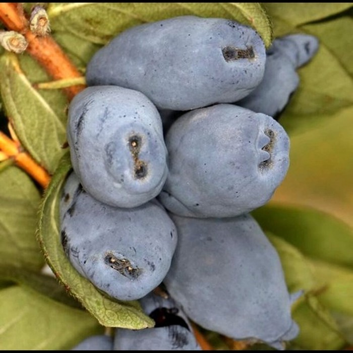 Бореал Бест P9 жимолость