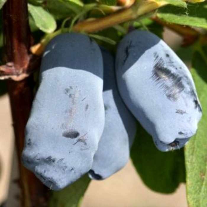 Аврора P9 жимолость