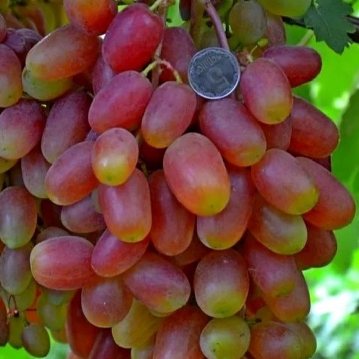 Виктор столовый виноград