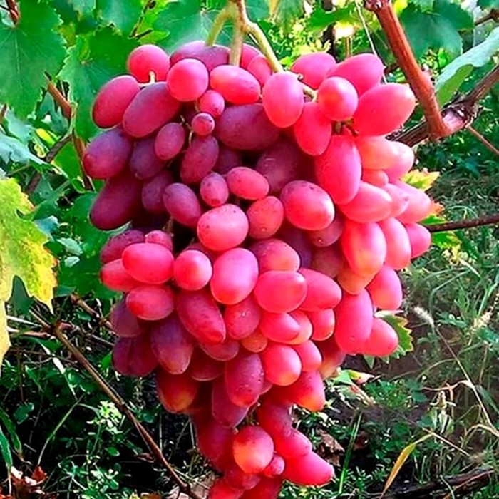 Юбилей Новочеркасска столовый виноград 